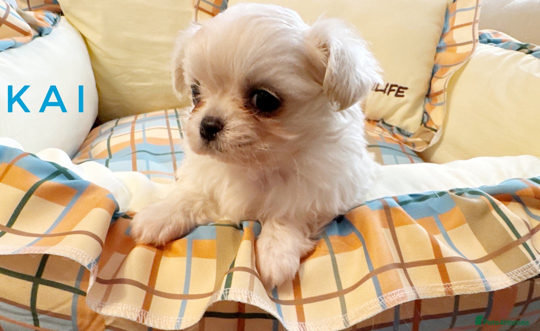 Chihuahua dogs for sale: KC long coat cream show line chihuahua puppies  - Advert 15