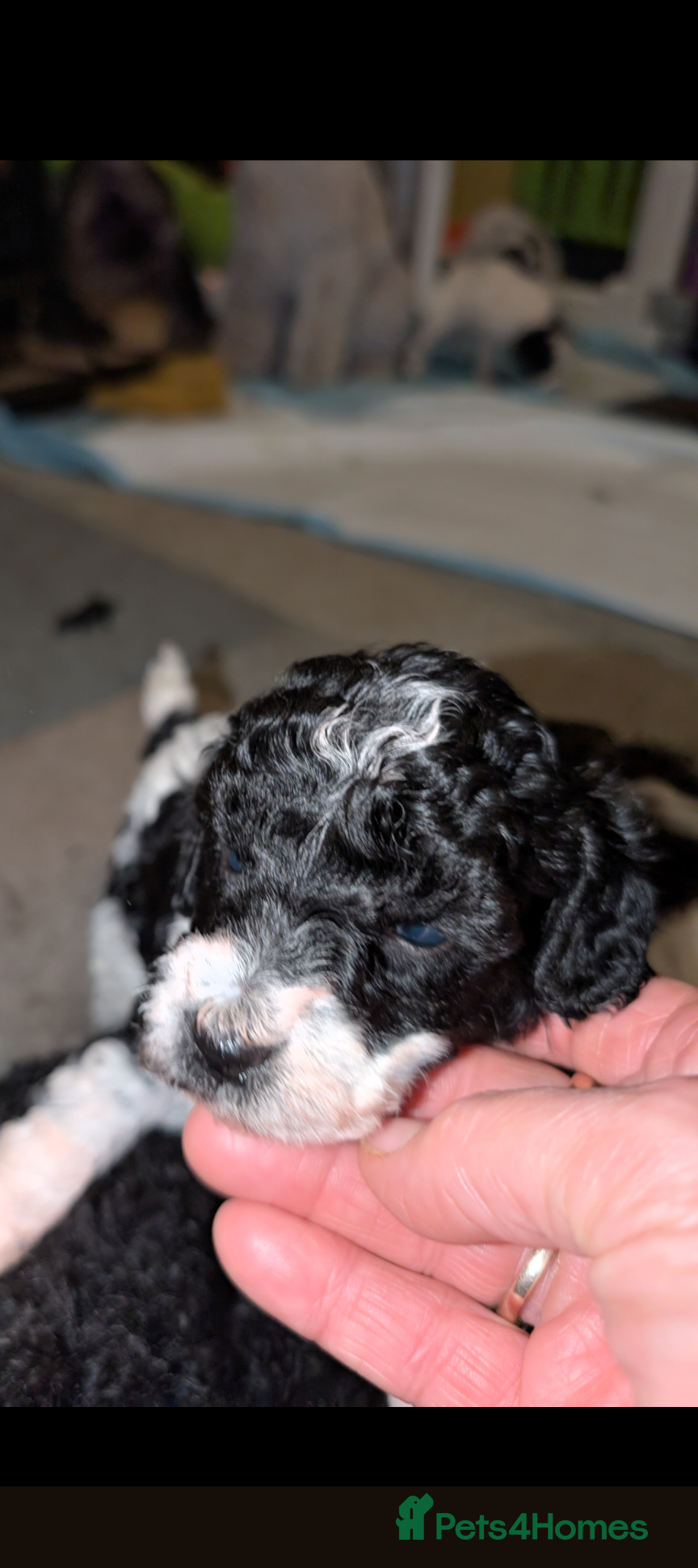 Miniature Poodle dogs Beautiful miniature parti viewing now  - Advert 12