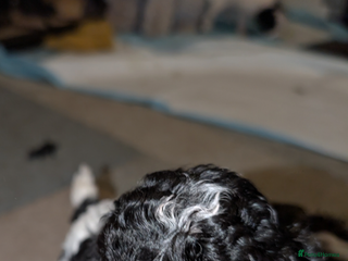 Miniature Poodle dogs Beautiful miniature parti viewing now - Advert 6