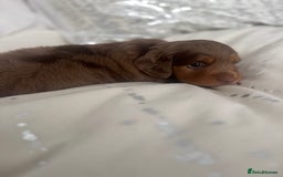 Miniature Dachshund dogs for sale: 3 Beautiful miniature longhair dachshund puppies - Image 24