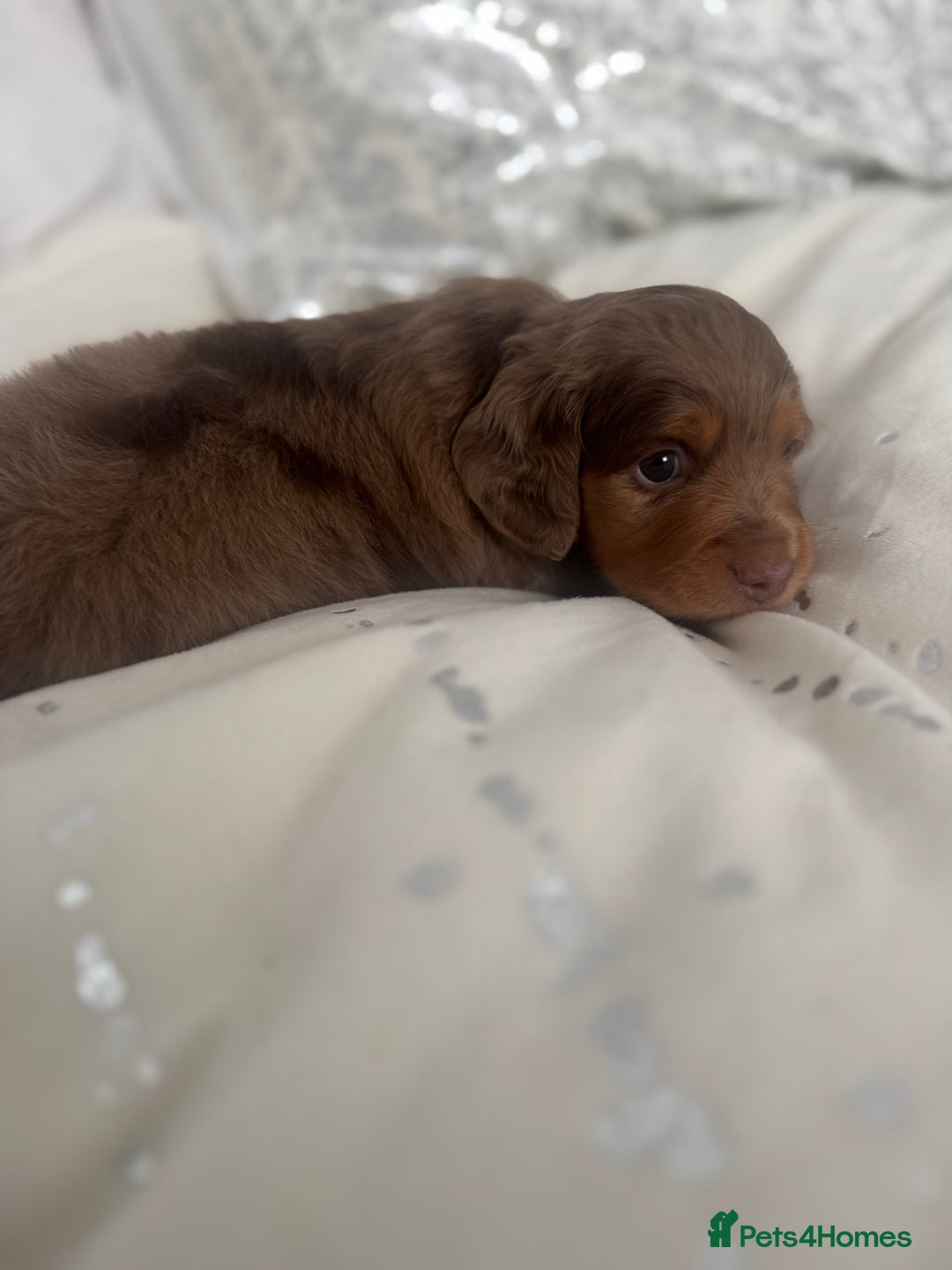 Miniature Dachshund dogs for sale: 3 Beautiful miniature longhair dachshund puppies - Image 24