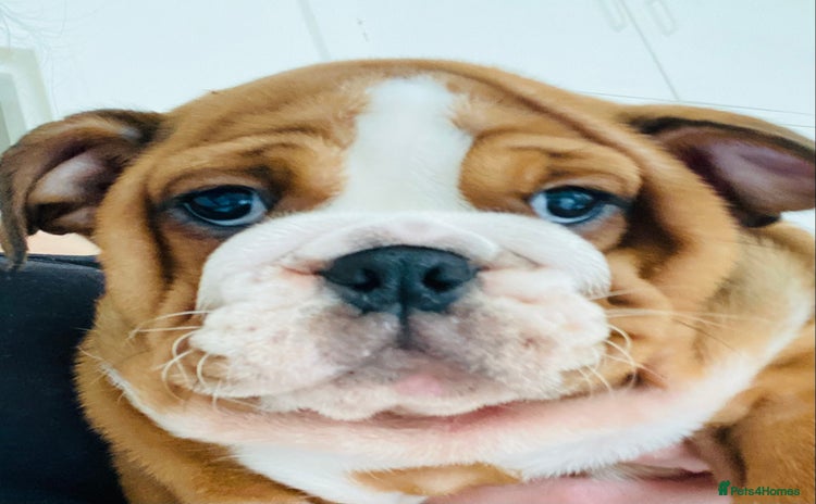 English Bulldog dogs - Advert 1