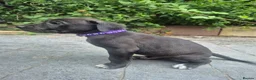 Presa Canario dogs for sale: Presa Canario Puppies ♥️  - Advert 15