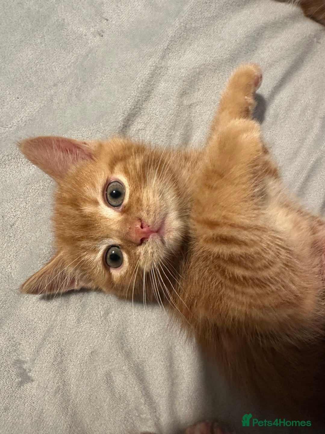 Scottish Fold cats for sale: Ginger Scottish fold/straights - Advert 24