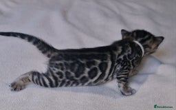 Bengal cats for sale: Pedigree Health Tested TICA Bengal Kittens - Image 3