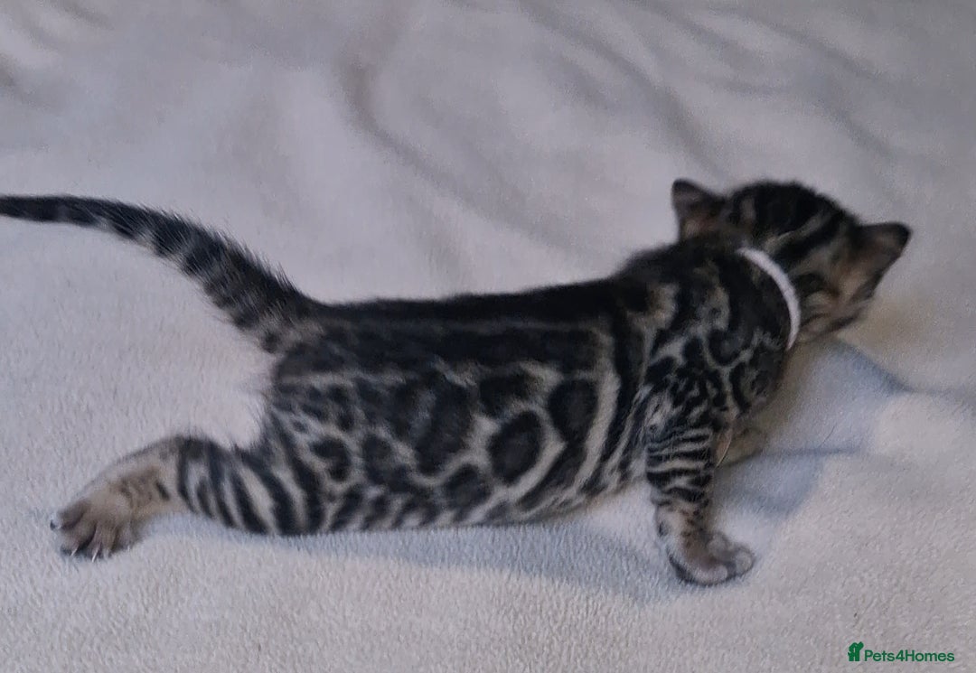 Bengal cats for sale: Pedigree Health Tested TICA Bengal Kittens - Image 3
