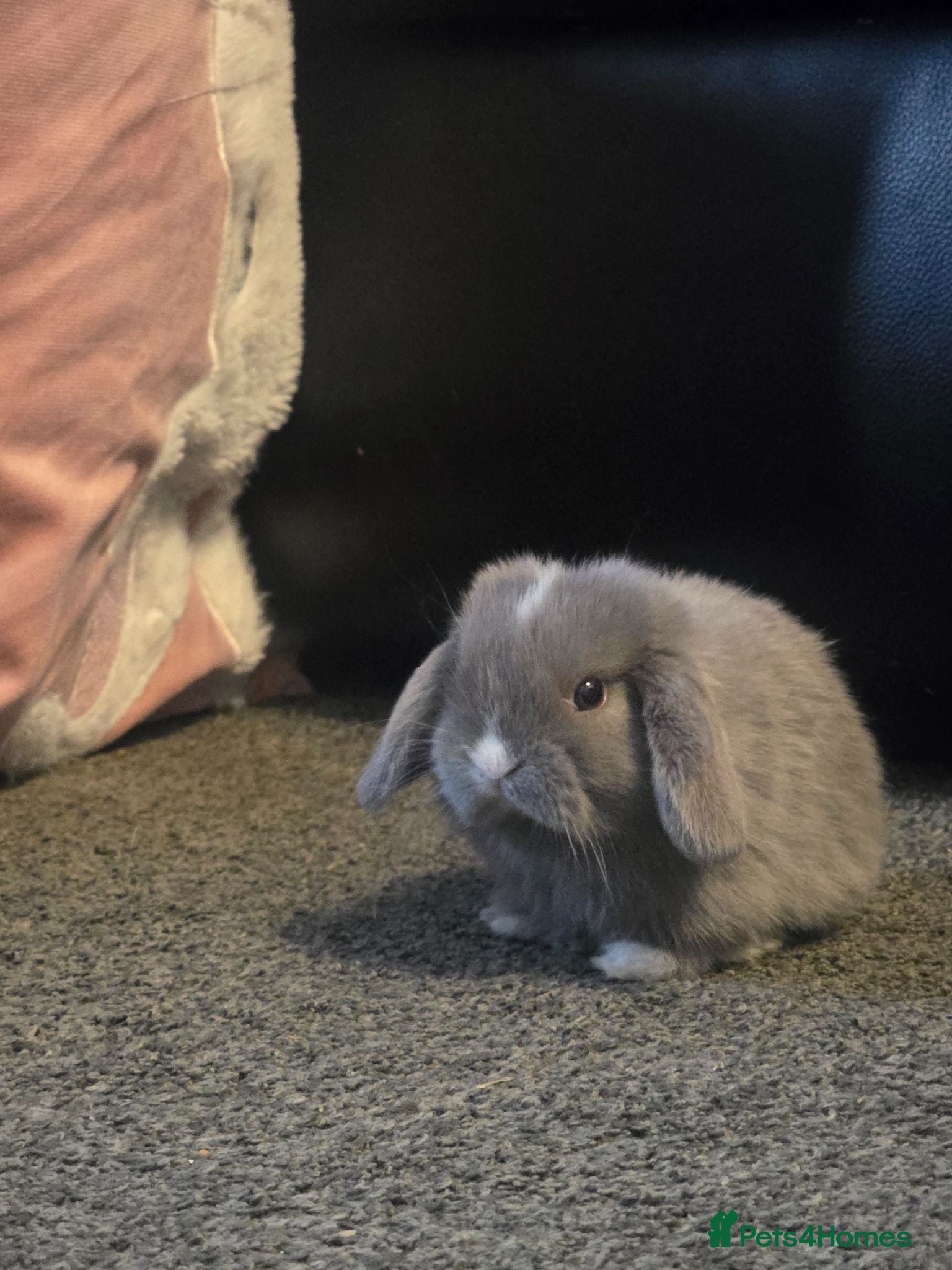 Mini Lop rabbits Mini Lop rabbit for sale - 1 FEMALE LEFT - Advert 15