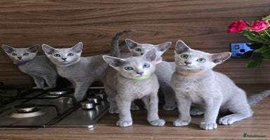 Russian Blue cats - Advert 8