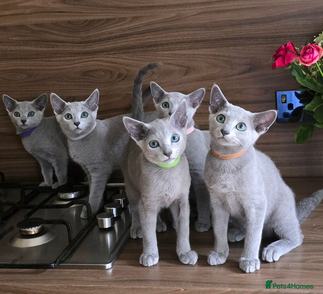 Russian Blue cats for sale: Russian Blue kittens Tica registered  - Image 1