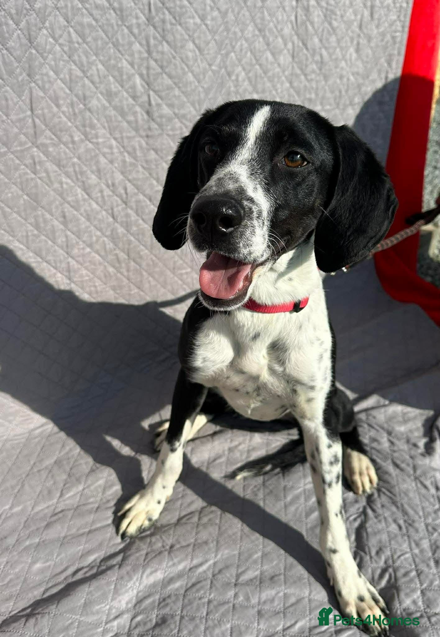 Pointer dogs Beautiful Pointer 18 months - Advert 1