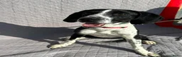 Pointer dogs for sale: Beautiful Pointer 18 months - Advert 1