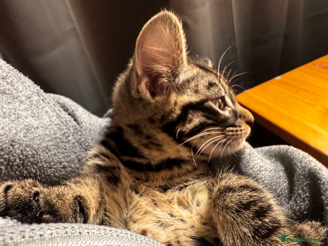 Mixed Breed cats for sale: Four gorgeous mixed breed kittens  - Advert 6