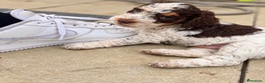Cockapoo 13