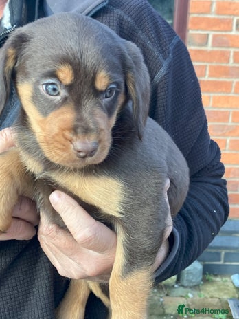 Mixed Breed dogs - Advert 13