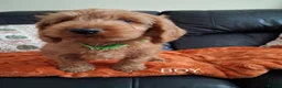 Cockapoo dogs for sale: F1 Cockerpoo Puppies - Advert 4