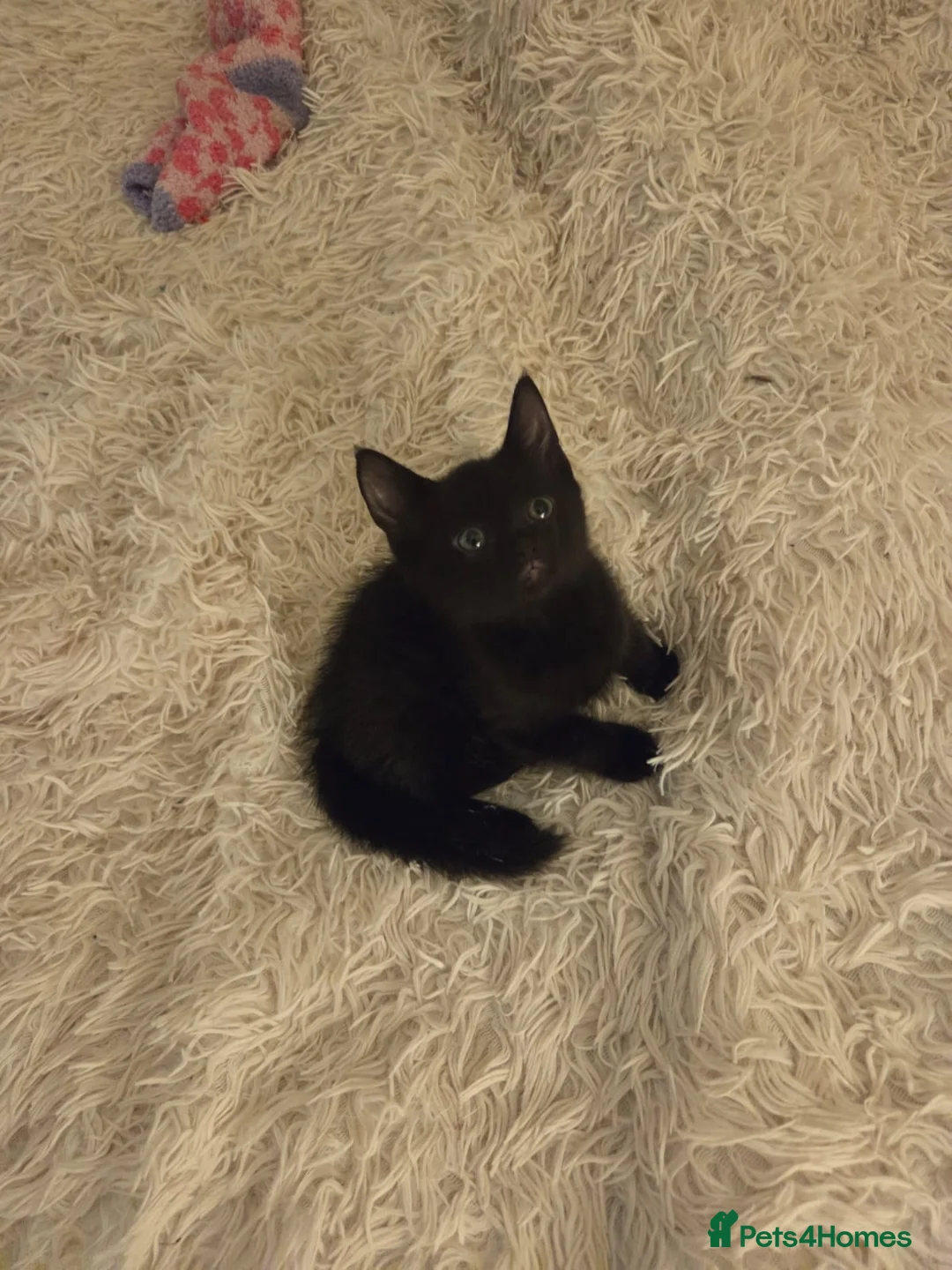 Mixed Breed cats for sale: Beautiful kittens in Liverpool - Advert 6