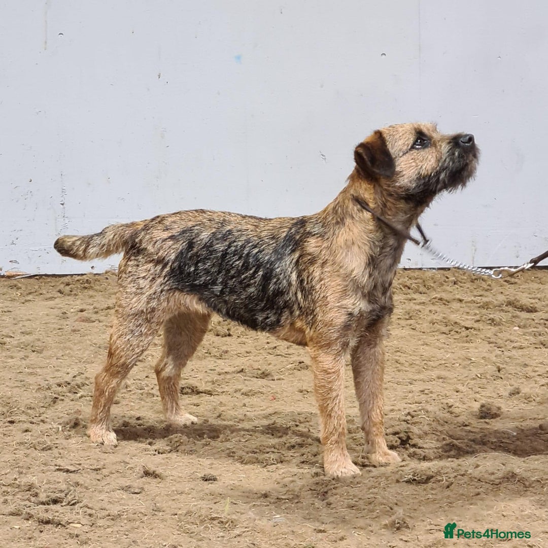 Border Terrier dogs for sale: Beautiful Border Puppies - Advert 2