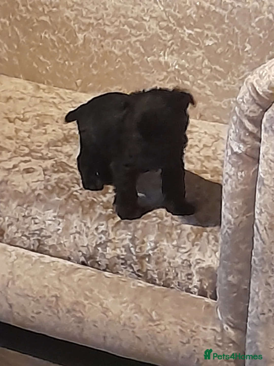 Mixed Breed dogs for sale: Snorkie pups - Advert 3