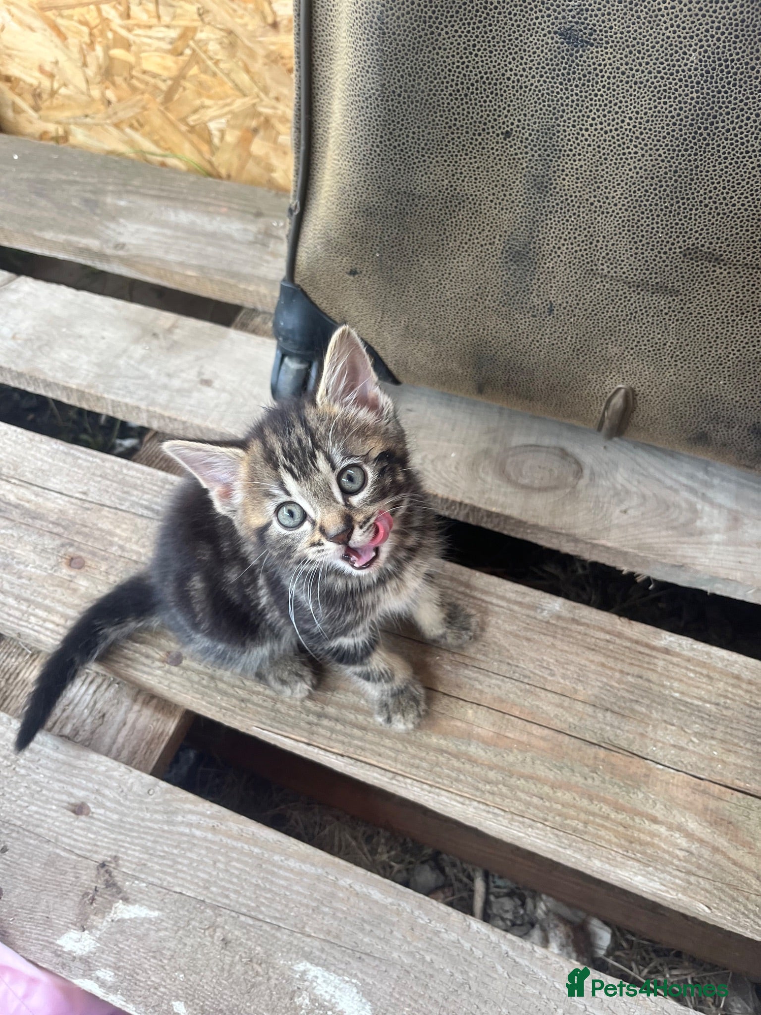 Mixed Breed cats Kittens for sale  - Advert 10