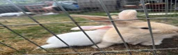 Continental Giant rabbits for sale: 3 x Continental rabbits  - Advert 13