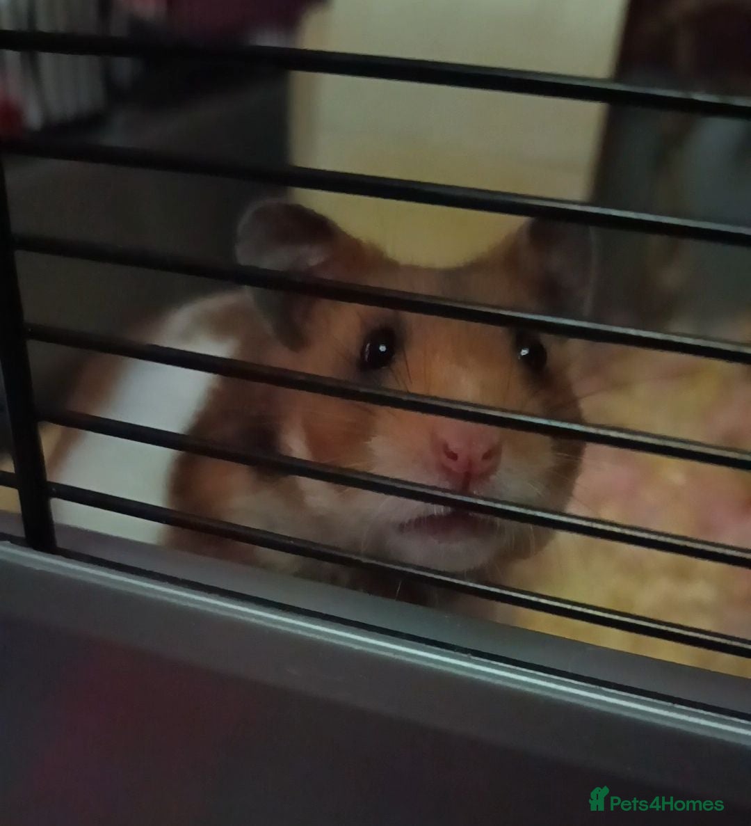 Hamster rodents Female Syrian  - Advert 10