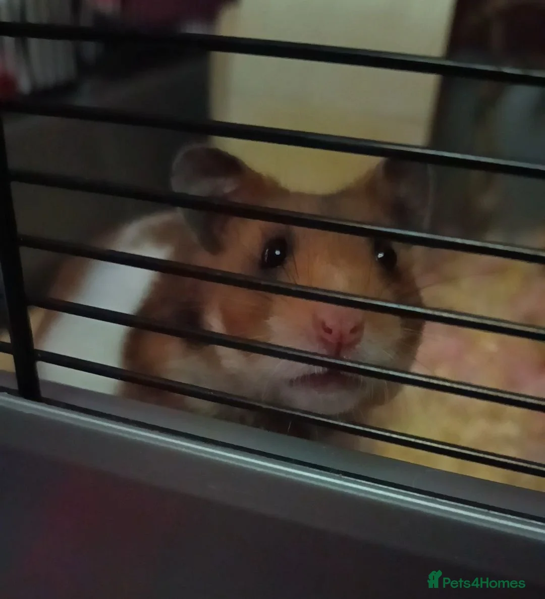 Hamster rodents for sale: Female Syrian  - Advert 1