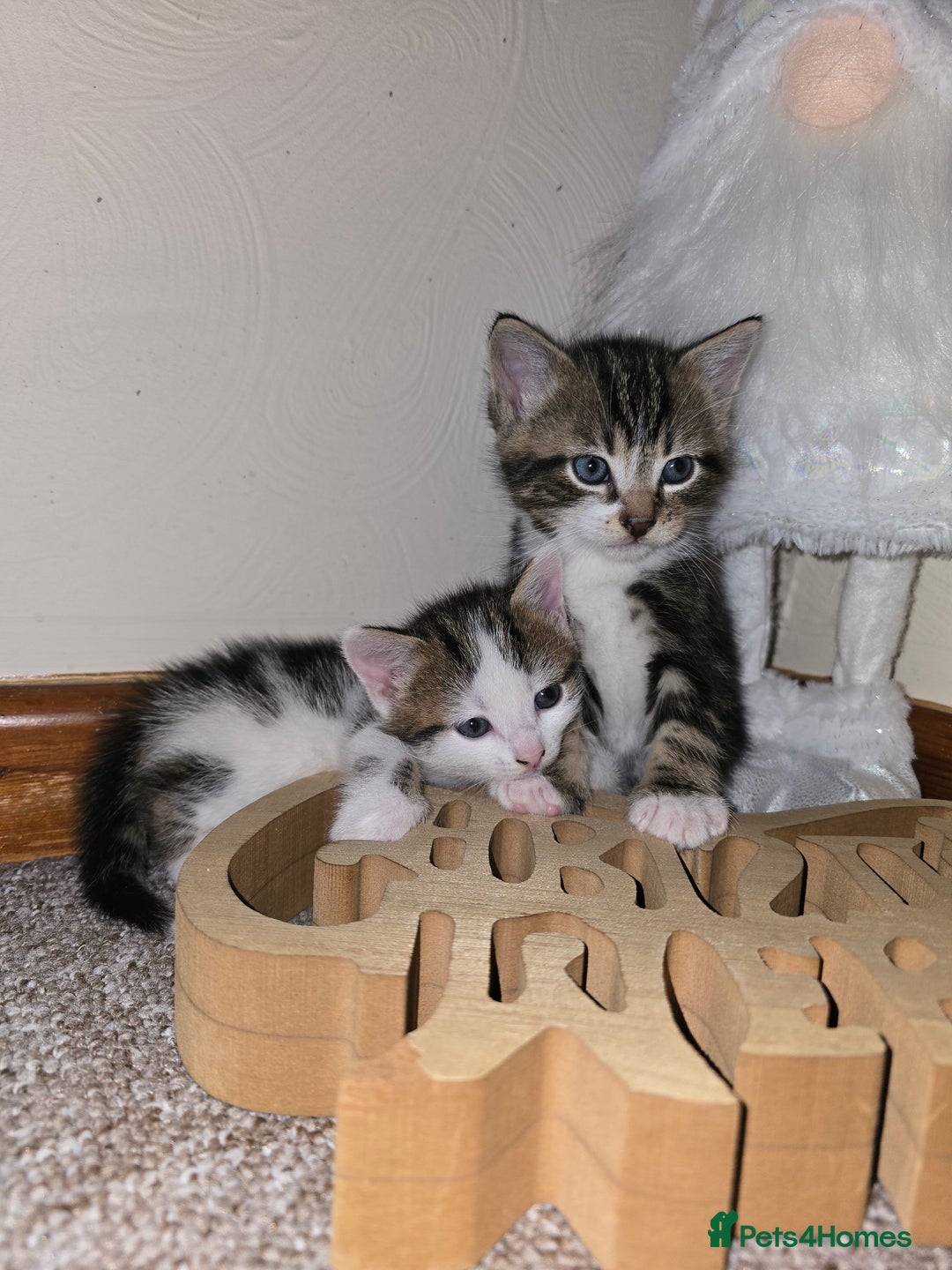 Mixed Breed cats for sale: KITTENS AND MOTHER FOR SALE  - Advert 7