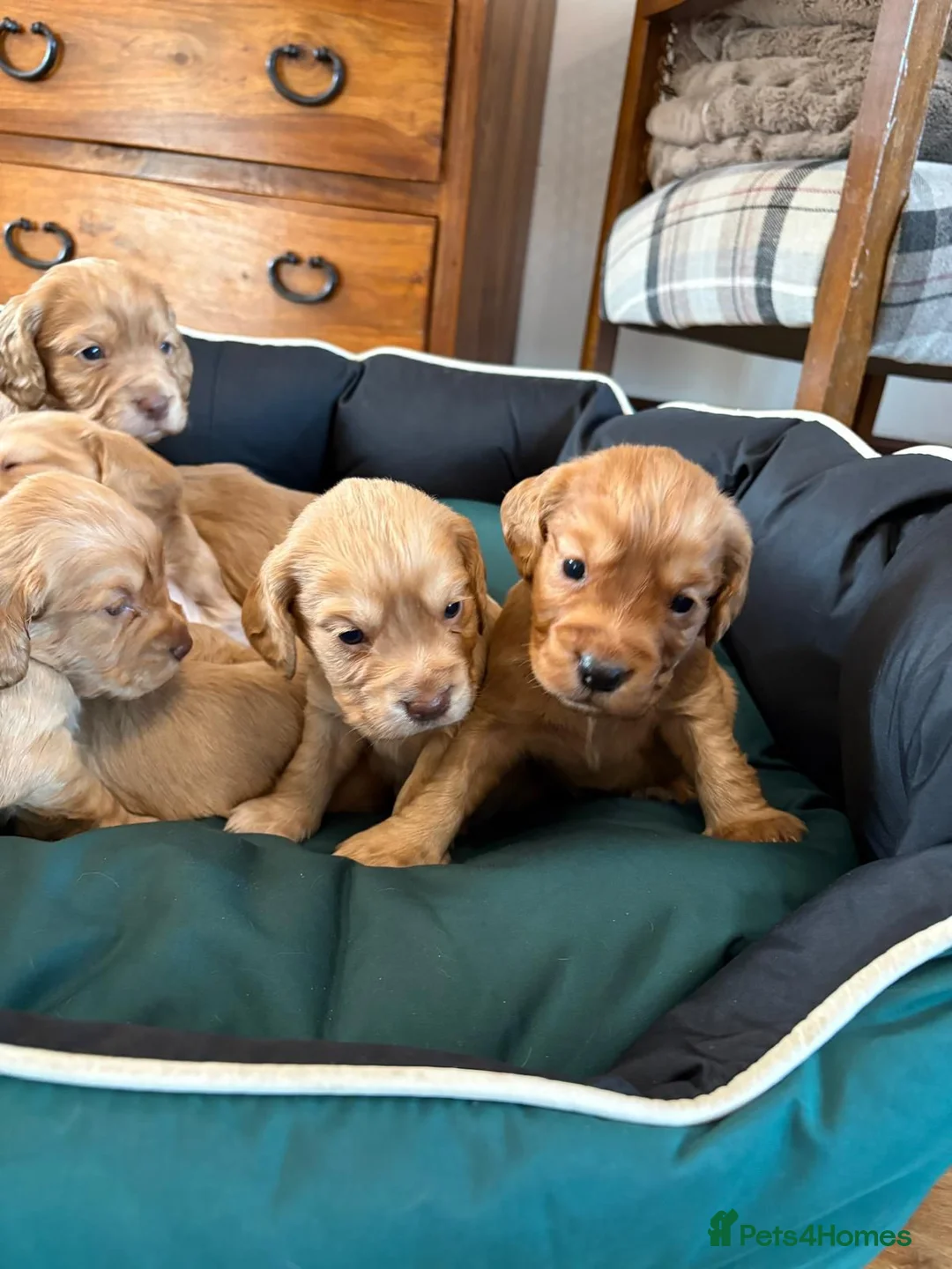 Cocker Spaniel dogs for sale: KC Registered Working Cocker Spaniel Puppies  - Advert 7