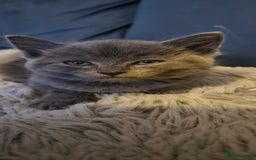 Ragdoll cats for sale: Ragdoll x kittens  - Image 14