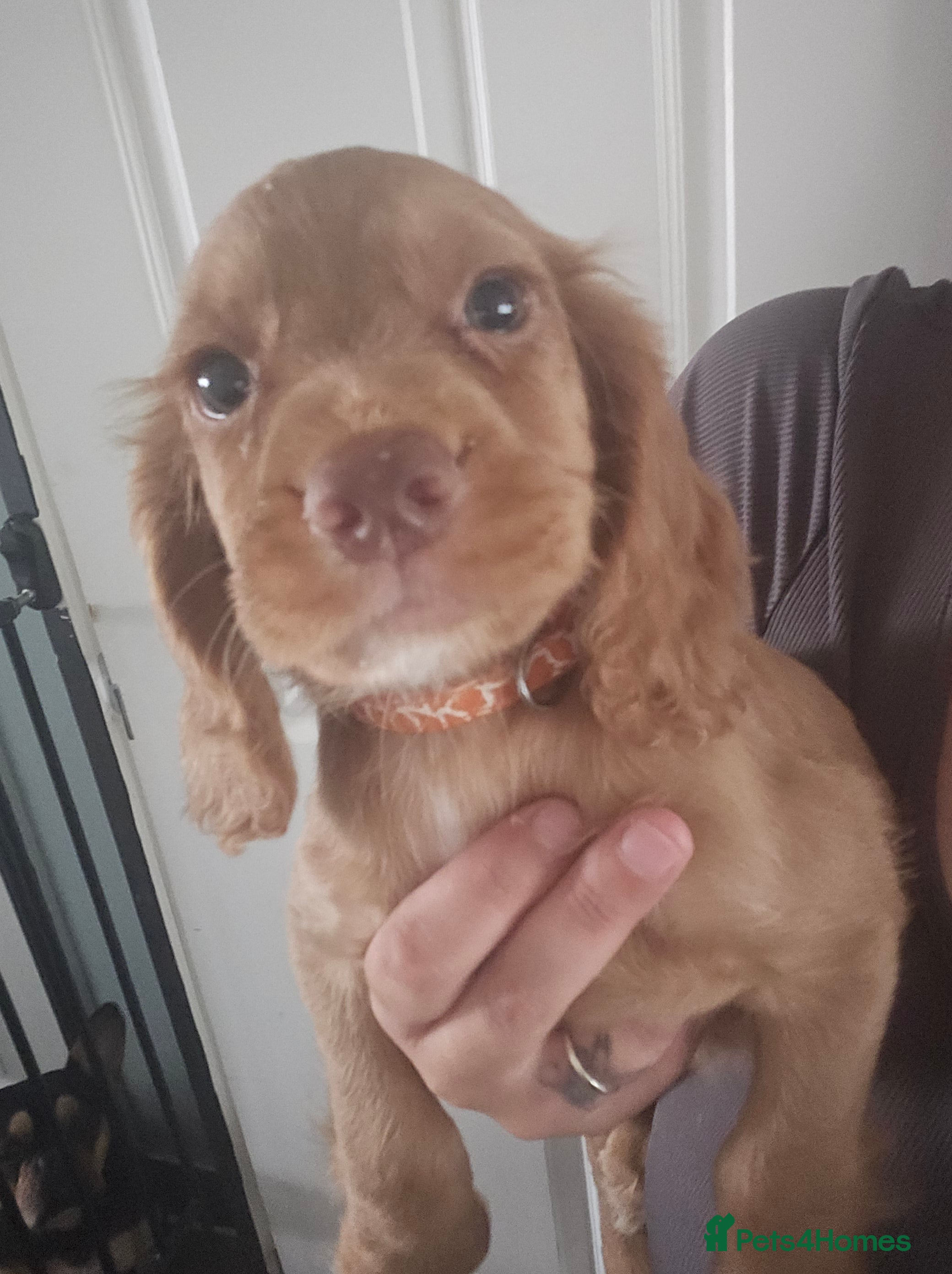 Cocker Spaniel dogs Working Cocker spaniel pups - Advert 2