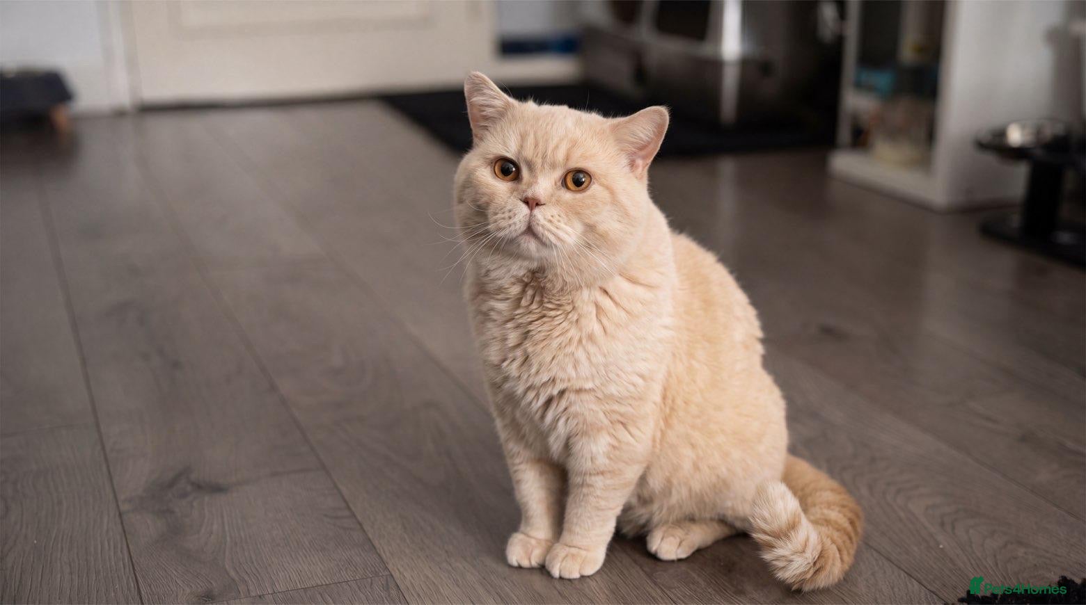 British Shorthair cats Cream round face British shorthair boy  - Advert 1