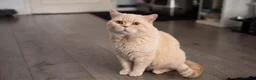 British Shorthair cats for sale: Cream round face British shorthair boy  - Advert 1