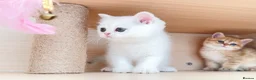 British Shorthair cats for sale: British Shorthair Silver & Golden Shaded Kittens - Advert 13