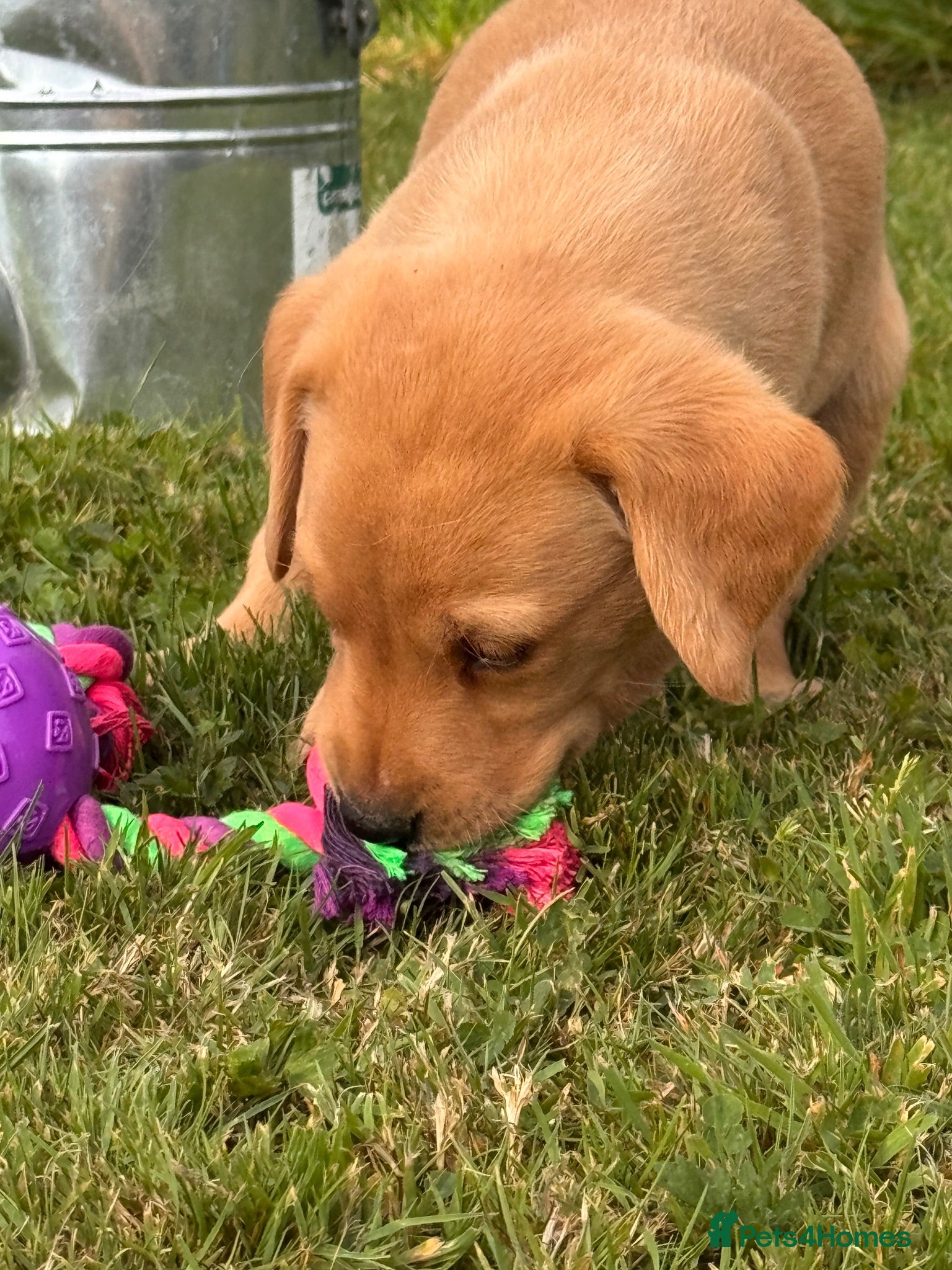 Labrador Retriever dogs Beautiful red Labrador puppies - Advert 2