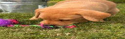 Labrador Retriever dogs for sale: Beautiful red Labrador puppies - Advert 2