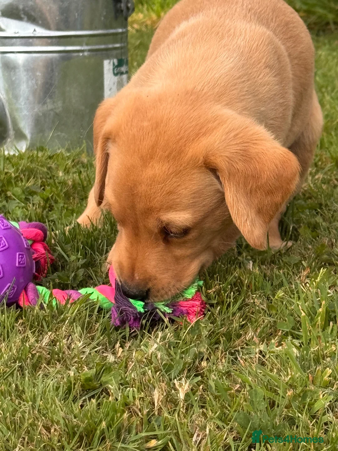Labrador Retriever dogs for sale: Beautiful red Labrador puppies - Advert 2