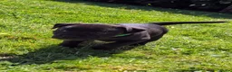 Staffordshire Bull Terrier dogs for sale: *REDUCED* Registered Staffordshire Bull Terrier  - Advert 1