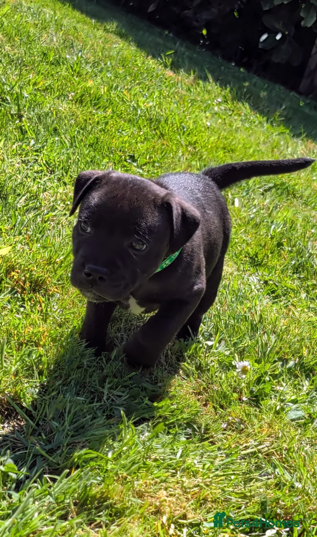Staffordshire Bull Terrier dogs for sale: *REDUCED* Registered Staffordshire Bull Terrier  - Advert 1