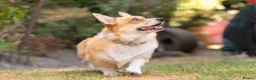 Welsh Corgi Pembroke dogs for sale: Beautiful Welsh Pembroke corgi female  - Advert 19