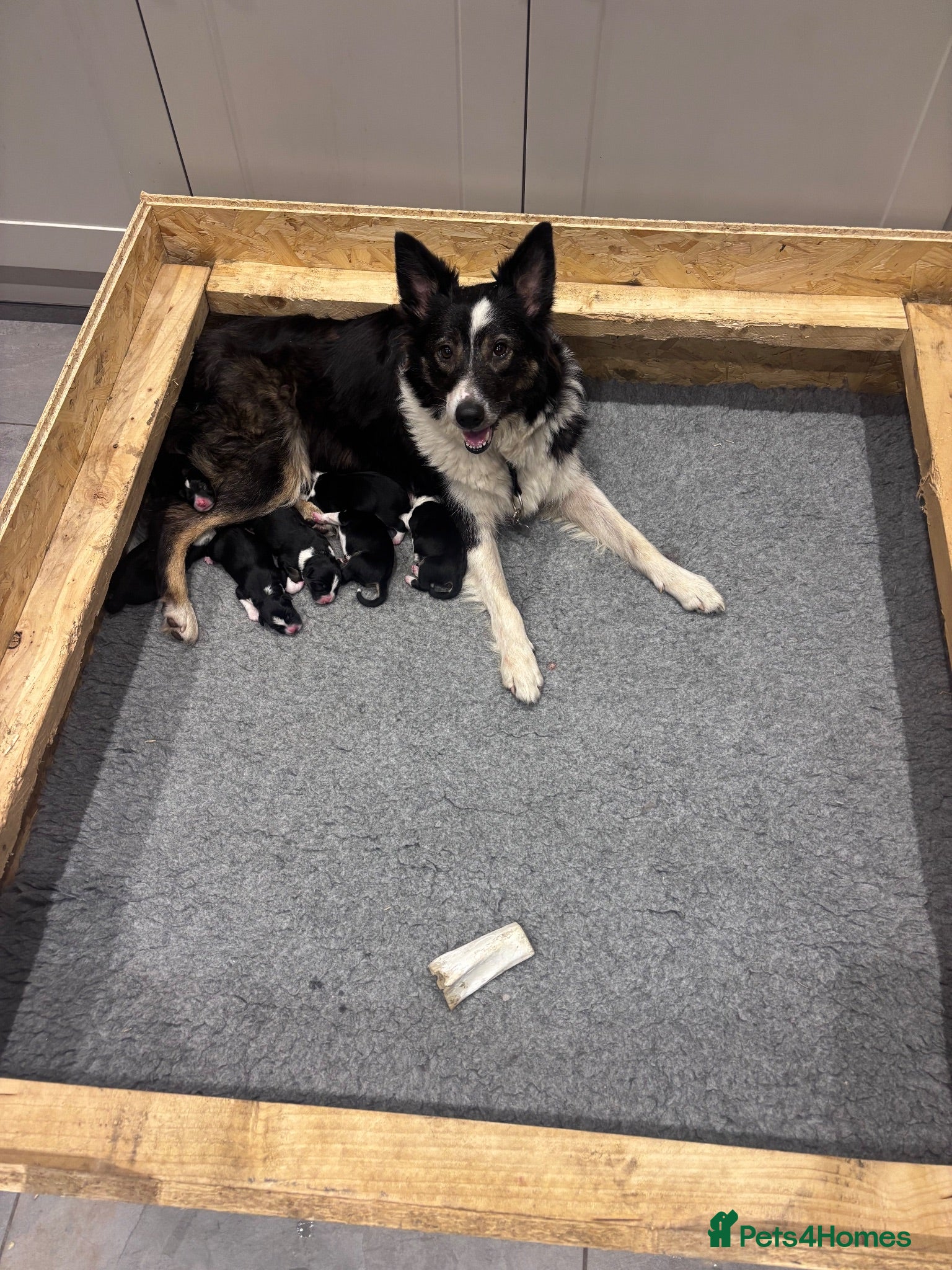 Border Collie dogs 🐾 Border Collie Puppies – £500 🐾 - Advert 1