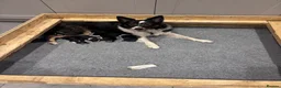 Border Collie dogs for sale: 🐾 Border Collie Puppies – £500 🐾 - Advert 1