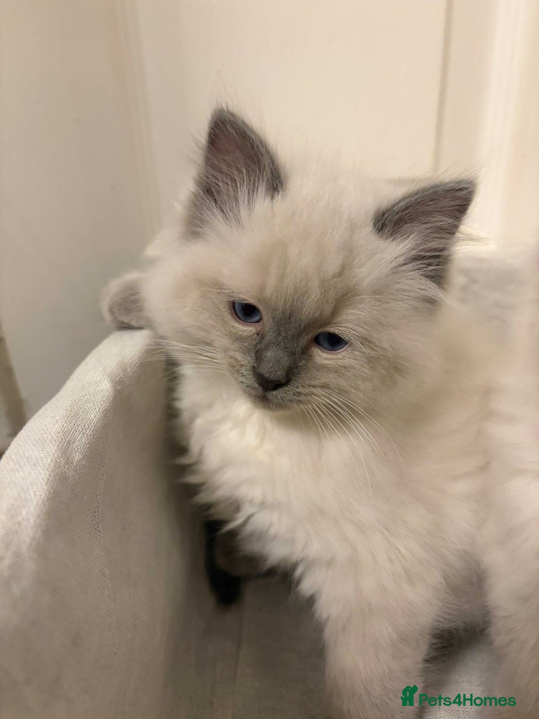 Ragdoll cats for sale: 3 GORGEOUS RAGDOLL BOY KITTENS READY NOW - Advert 3