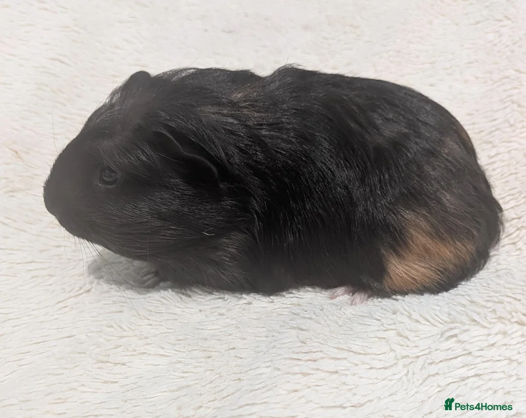 Guinea Pig rodents for sale: Male Baby Guinea pigs for sale  - Advert 4