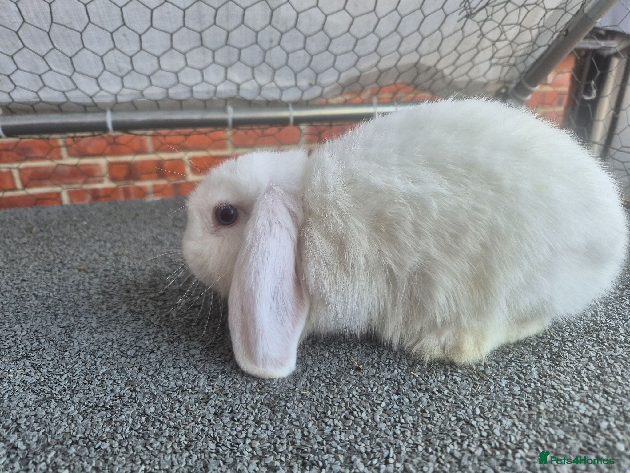 Mini Lop rabbits Last 3 girlie's ready now  - Advert 2