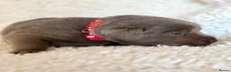 Labrador Retriever dogs for sale: KC Reg Labradors Fully Health Tested - Advert 3