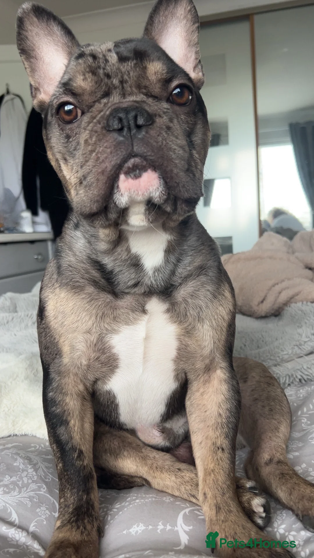 French Bulldog dogs for stud: MERLE & TAN FRENCH BULLDOG STUD in Highbridge - Advert 2