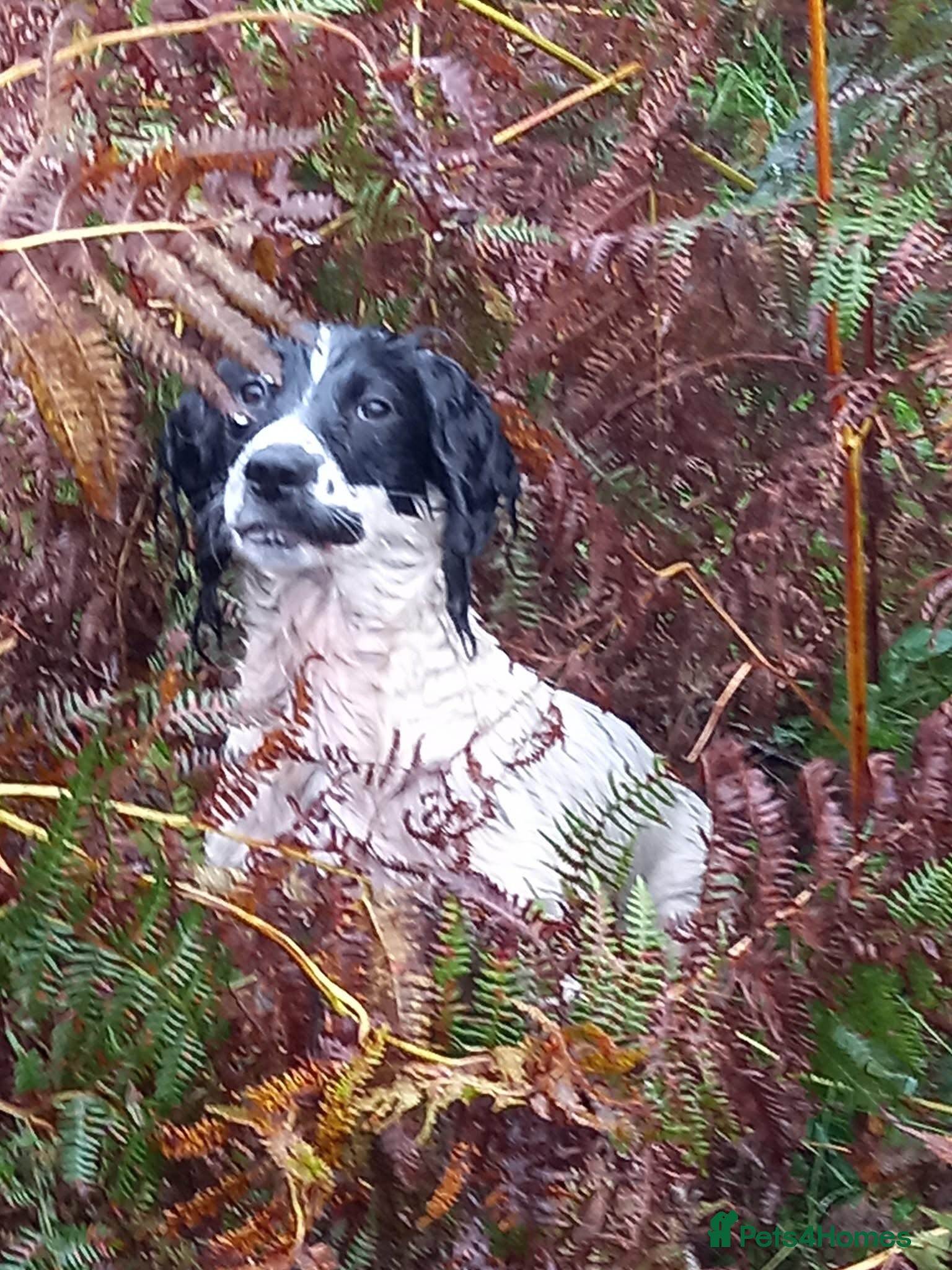 English Springer Spaniel dogs Beautiful English Springer Spaniel Puppies - Advert 1