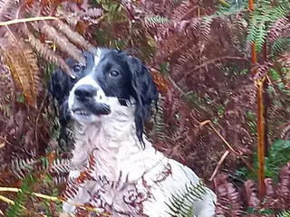 English Springer Spaniel dogs Beautiful English Springer Spaniel Puppies - Advert 16