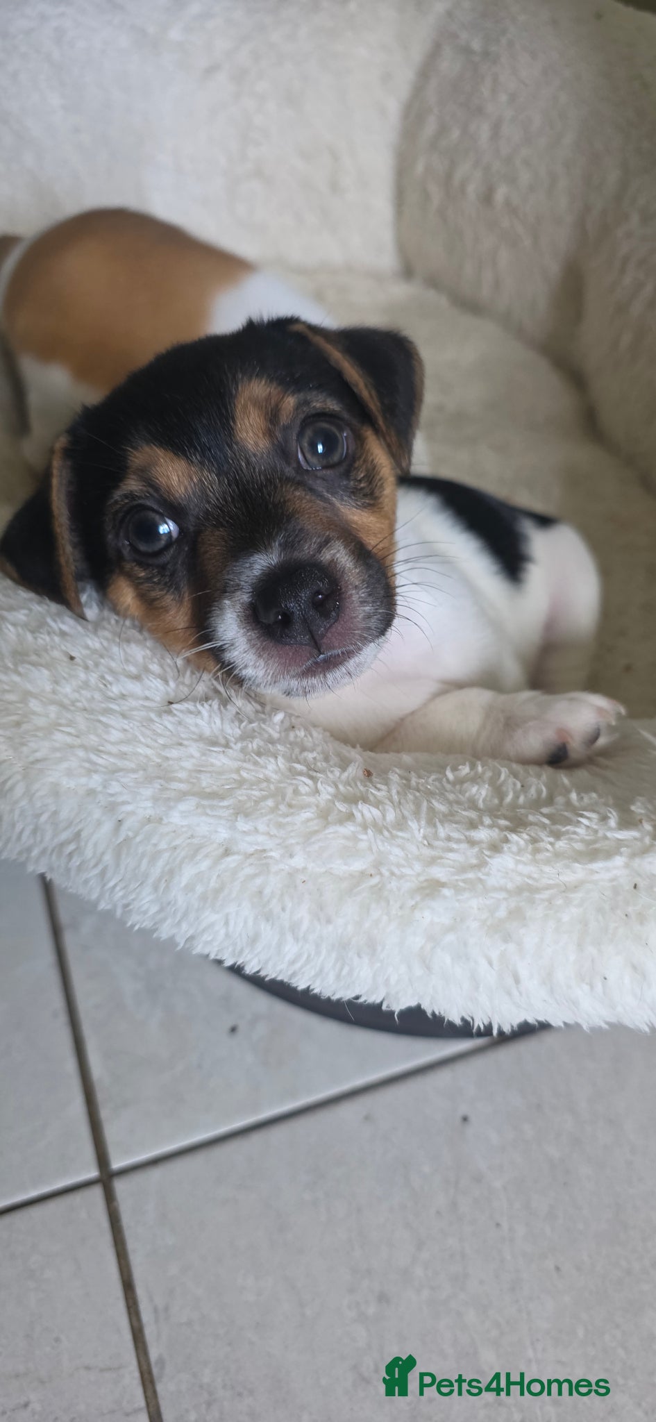 Jack Russell dogs Cutie pie Jack Russell puppies  - Advert 1