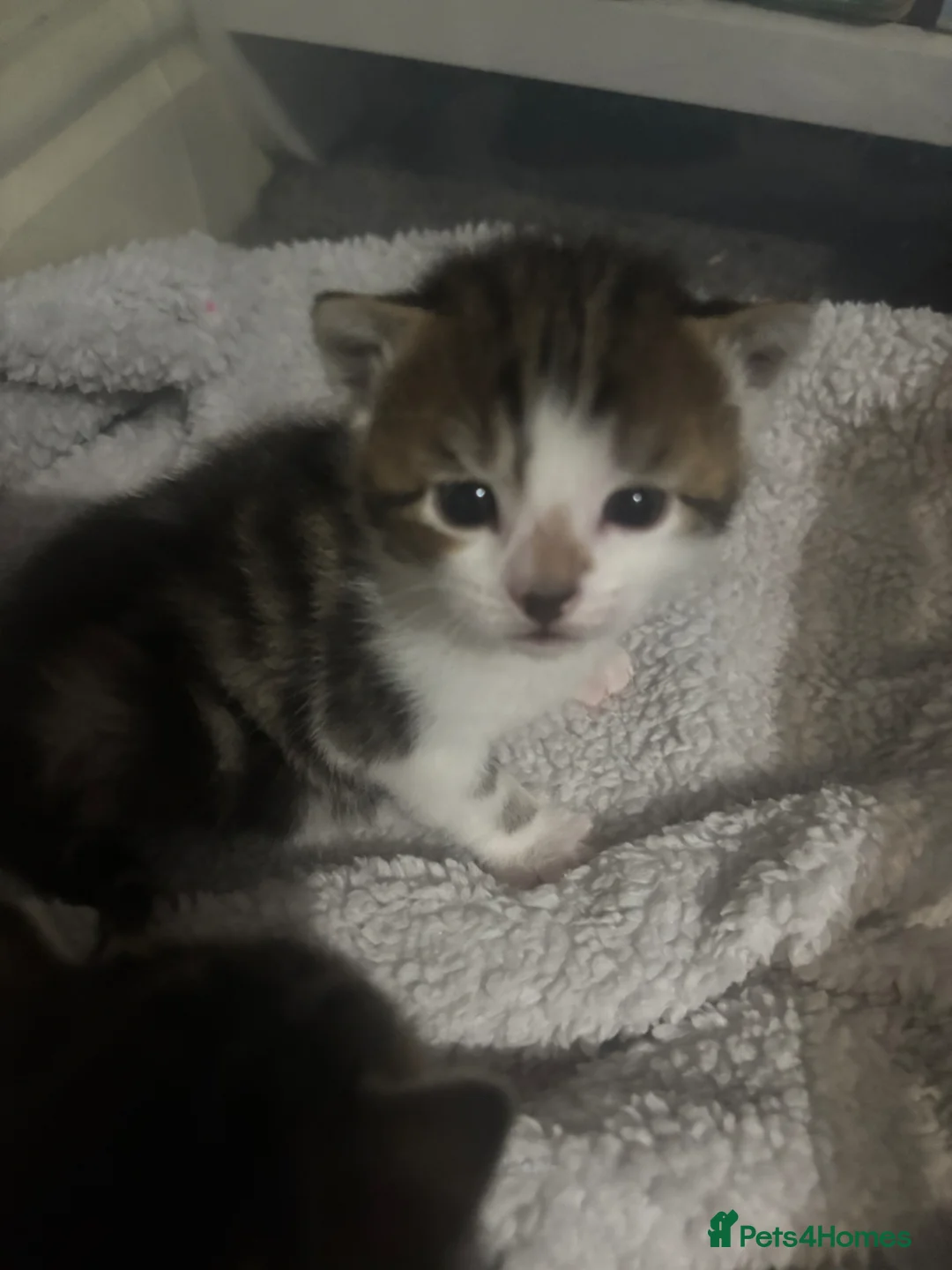 Mixed Breed cats for sale: 3 beautiful half bengal boys. in Birmingham - Advert 2